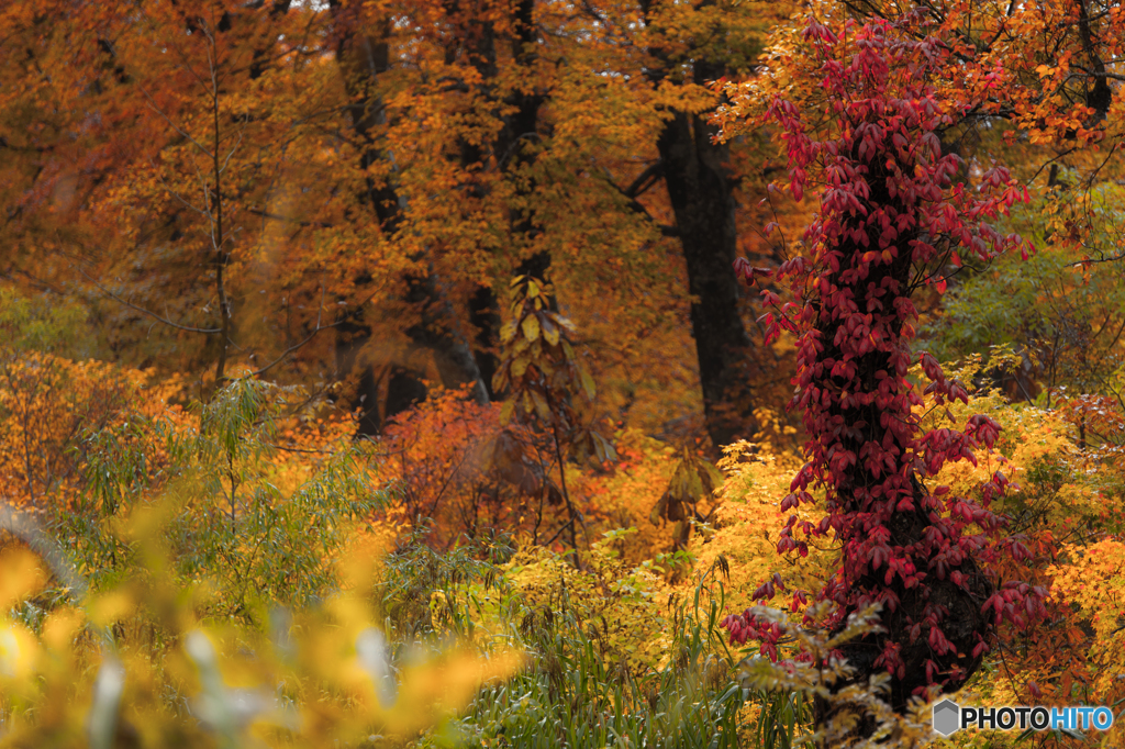 Forest of the autumn rain 3