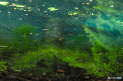 Aquarium