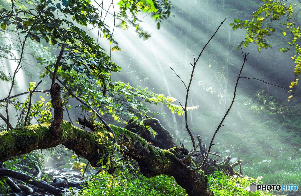 Deep forest