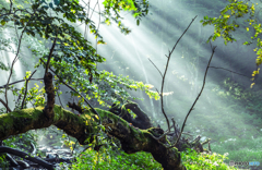 Deep forest
