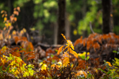 Autumn rain