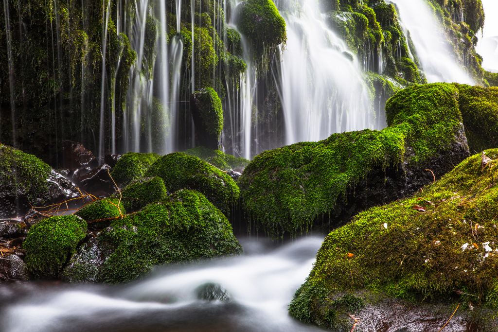 Winter moss