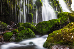 Winter moss