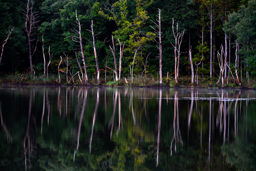 Dead tree