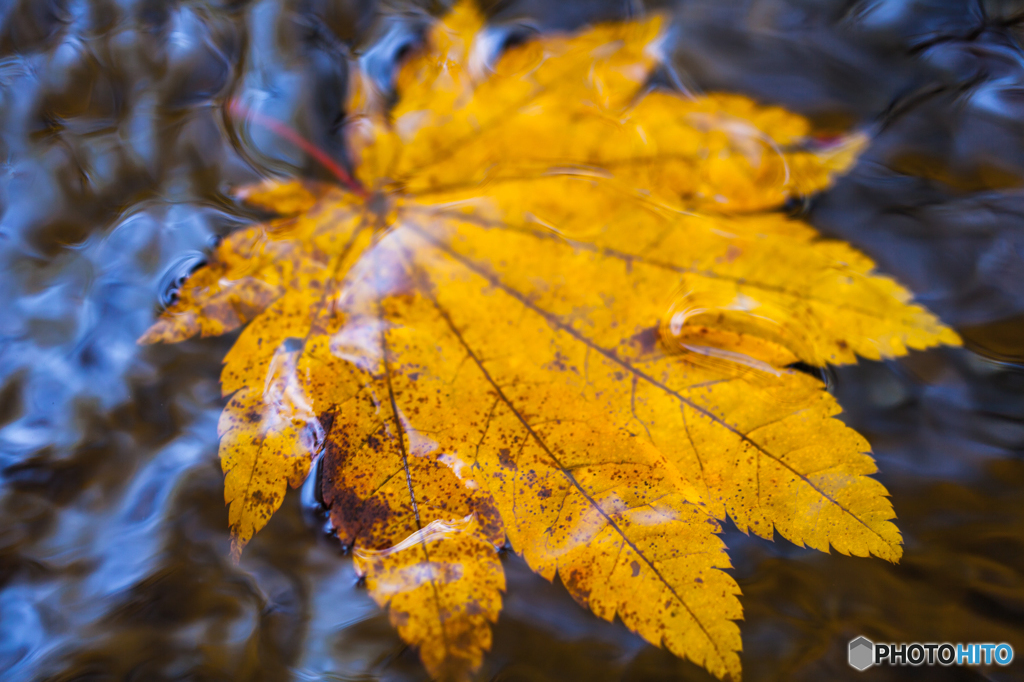 Leaf