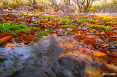 Moss and dead leaf