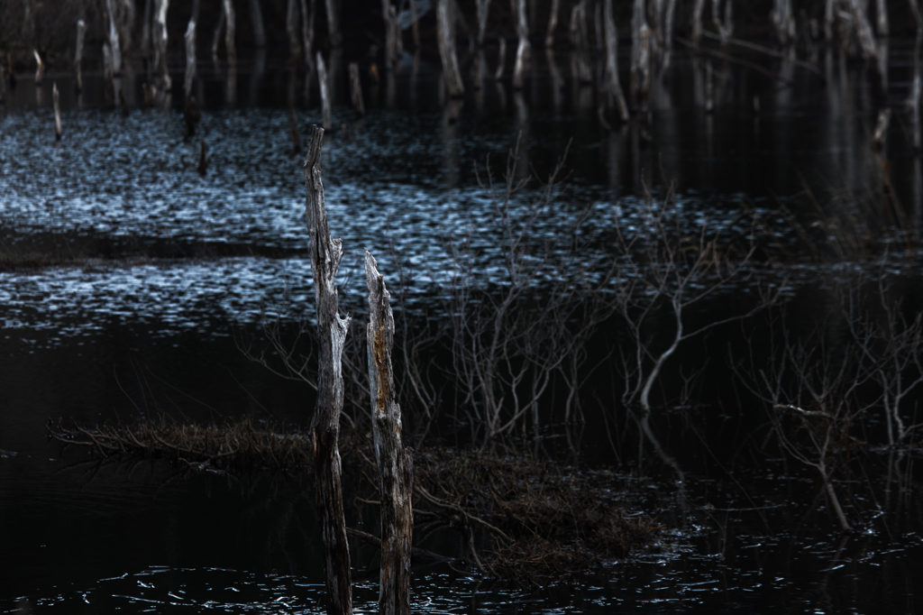 Dead tree