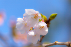 Cherry  blooms