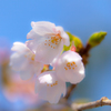 Cherry  blooms