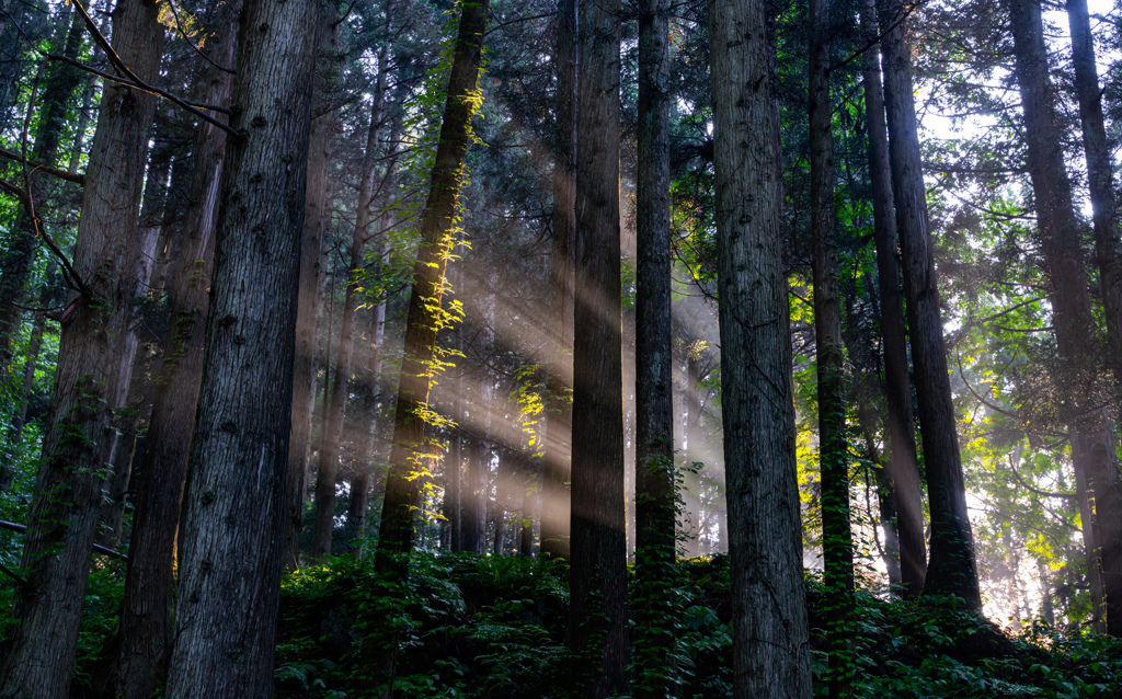Forest light