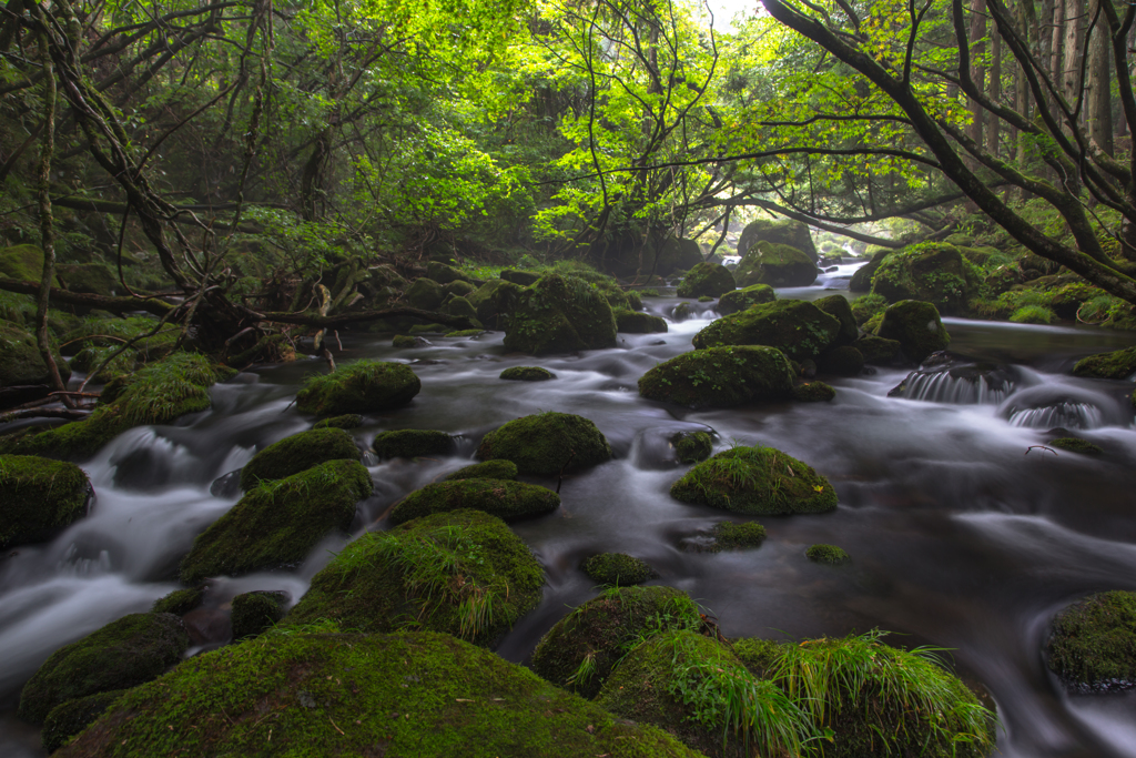 Forest flow 〜 Mototaki ２