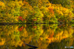 Autumn of the marsh