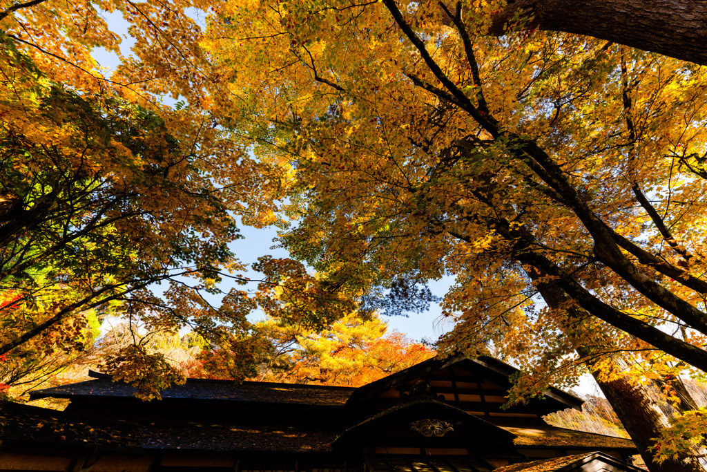 Yellow leaves