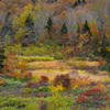 Autumn color