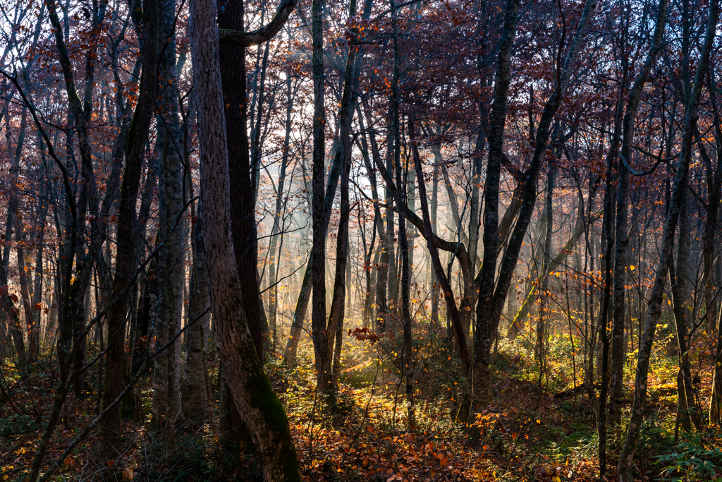 Forest light