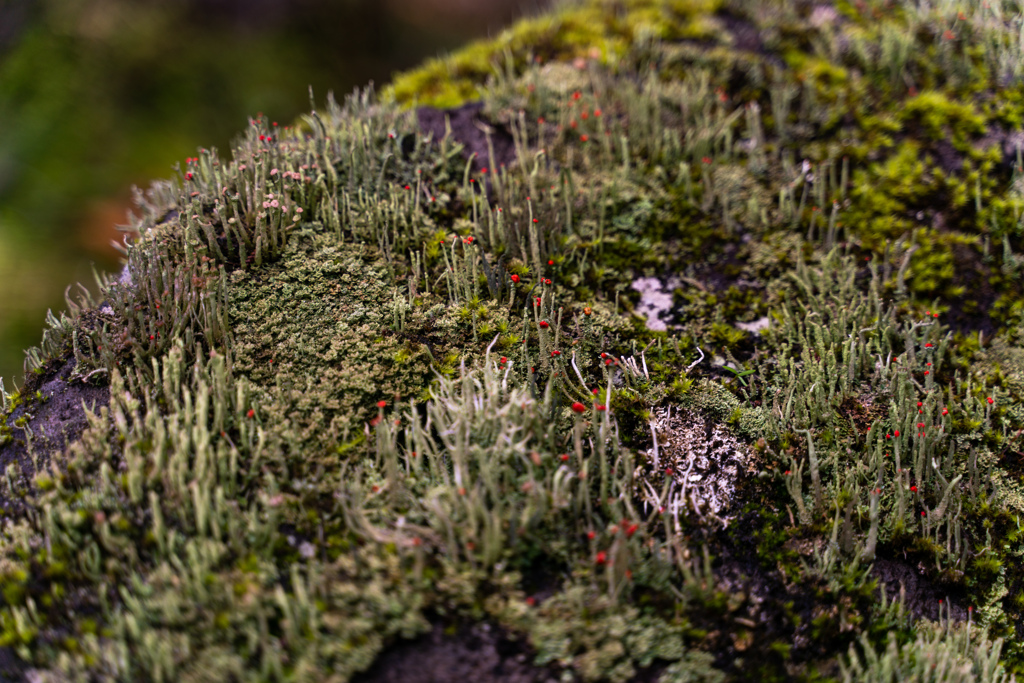 Moss flower ？