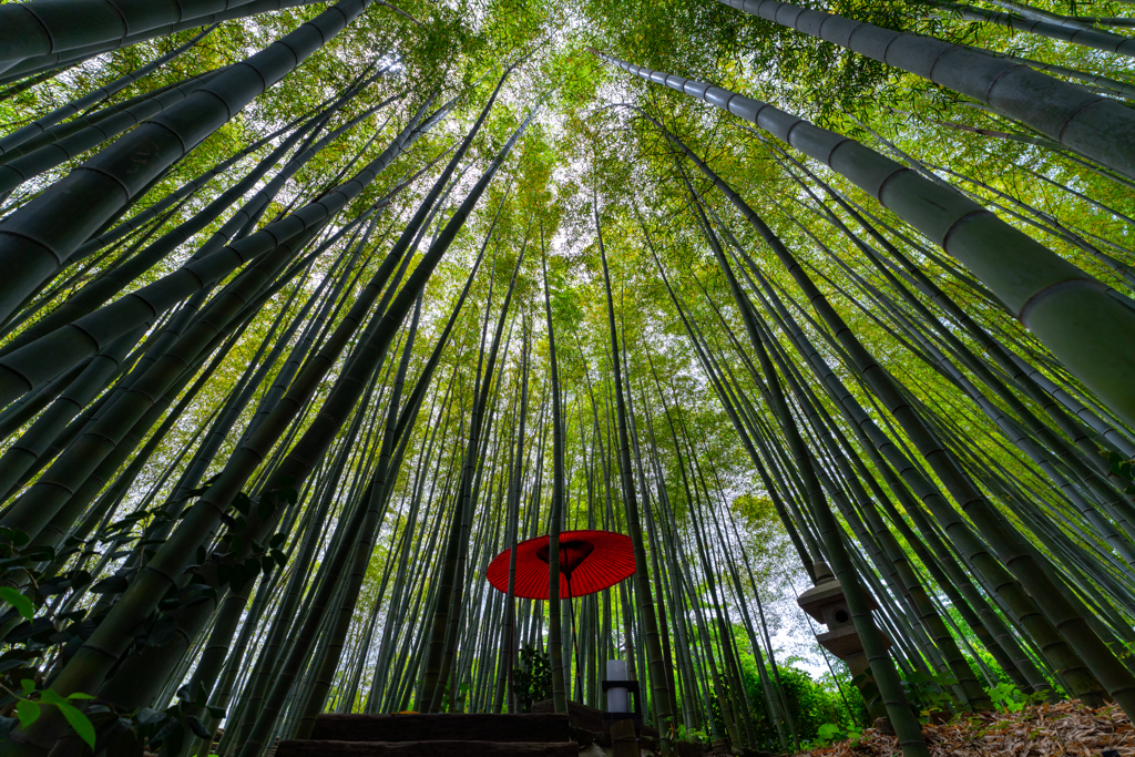 bamboo grove