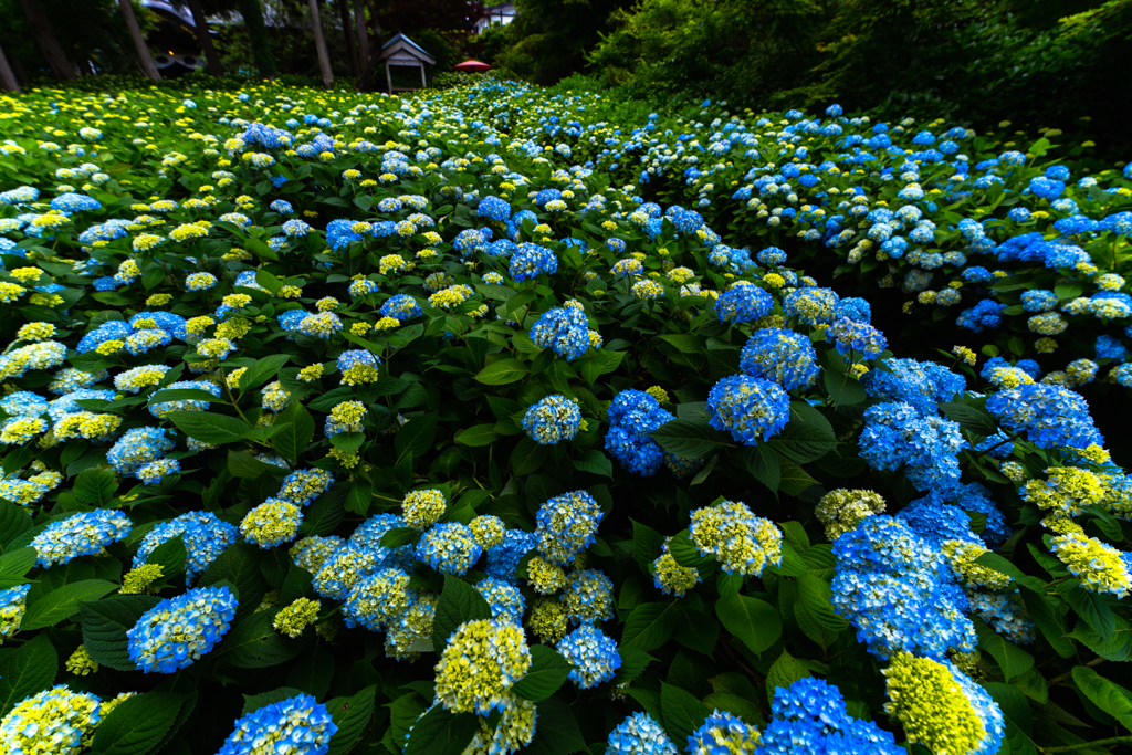 hydrangea temple