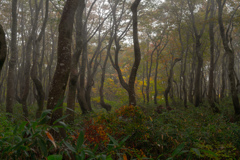 Forest turuma