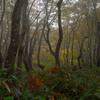 Forest turuma