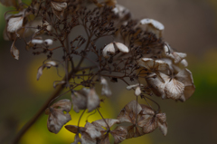 Dead-leaf color and sign of spring