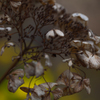 Dead-leaf color and sign of spring