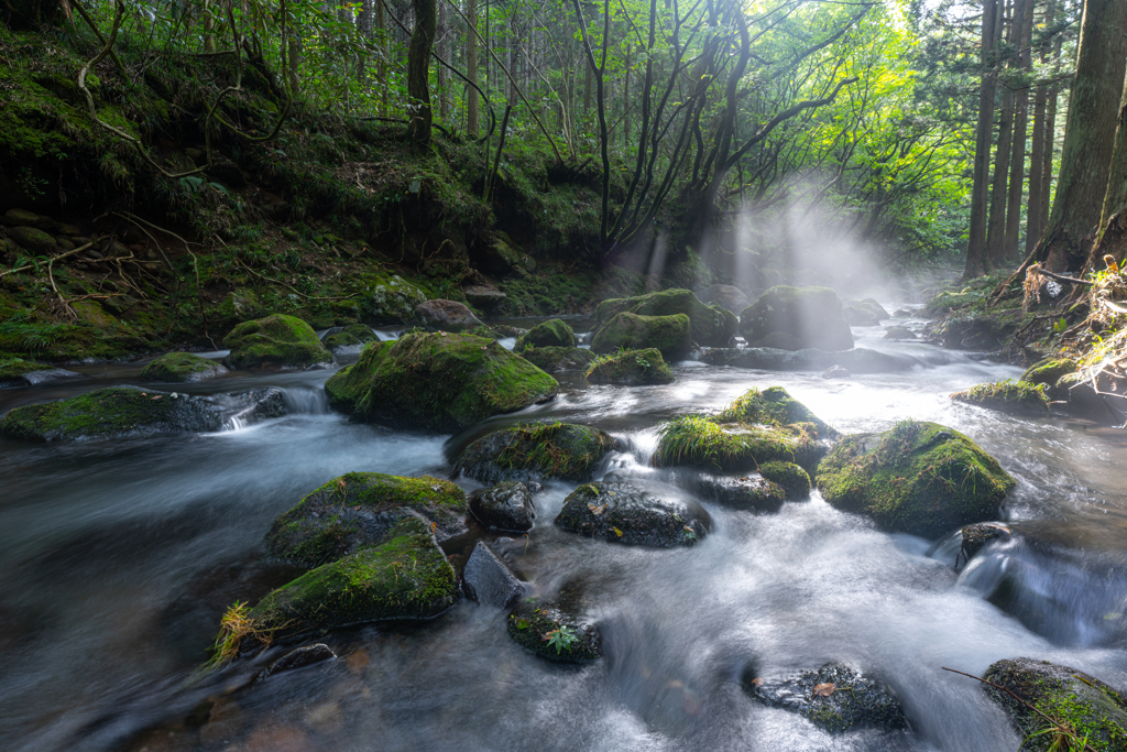 Morning／mountain stream