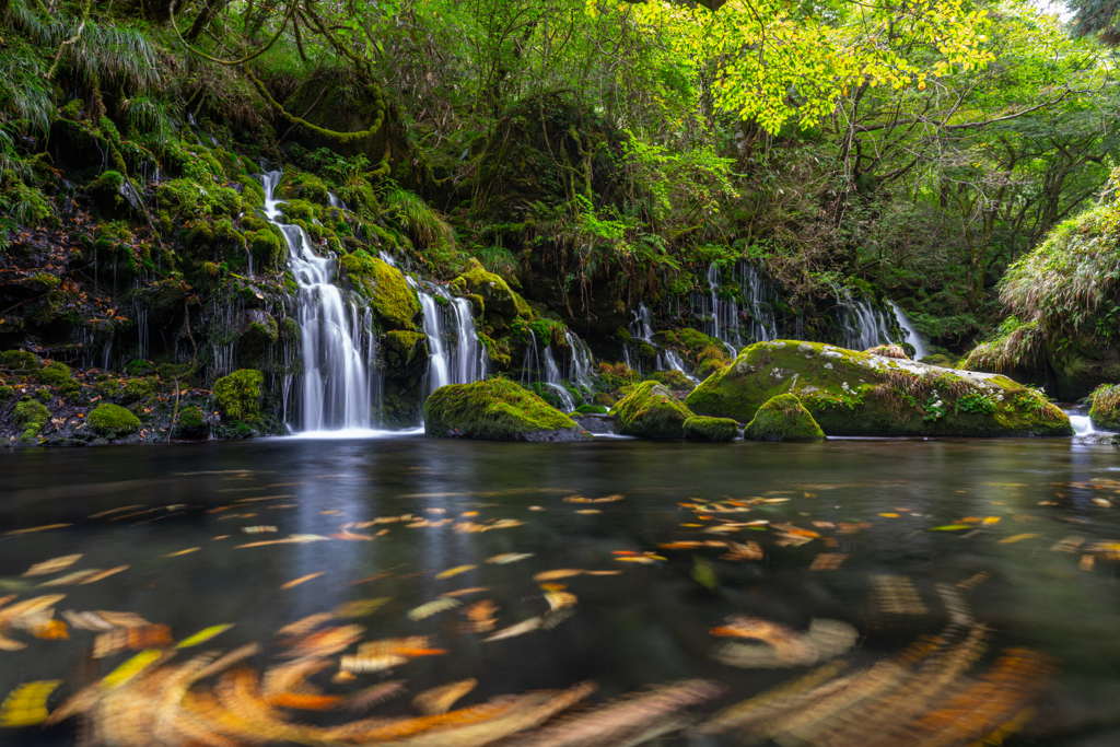 Autumn leaves dance