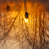 reflection