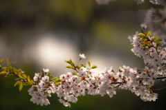 Cherry blossoms