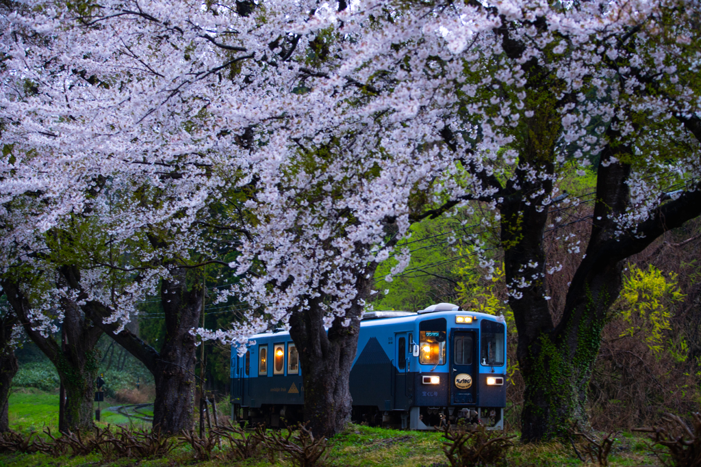 Sakura rain