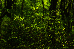 Sprout