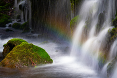 Moss rainbow