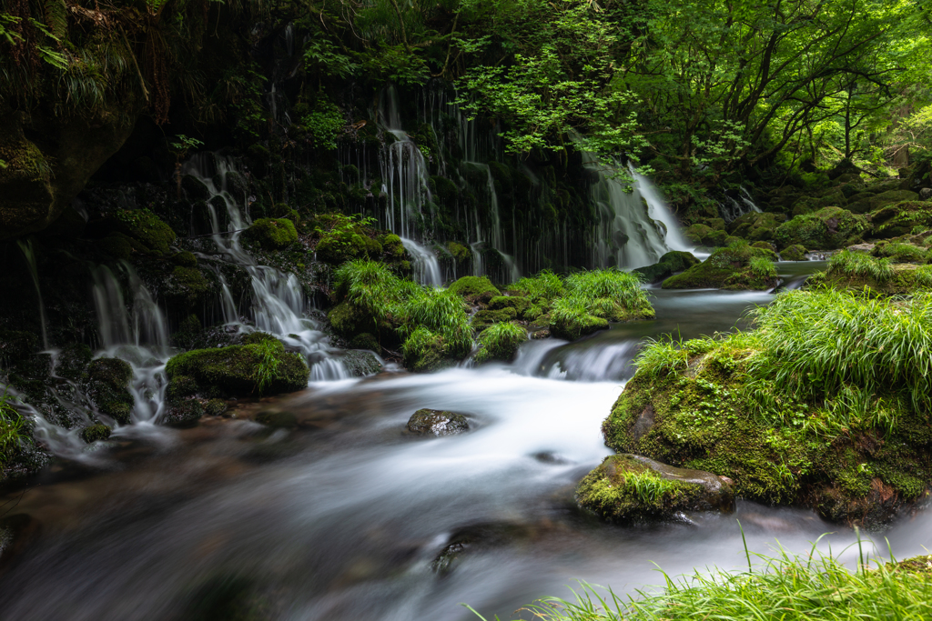 Beautiful green