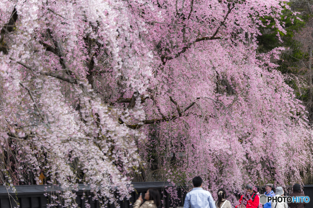 枝垂桜