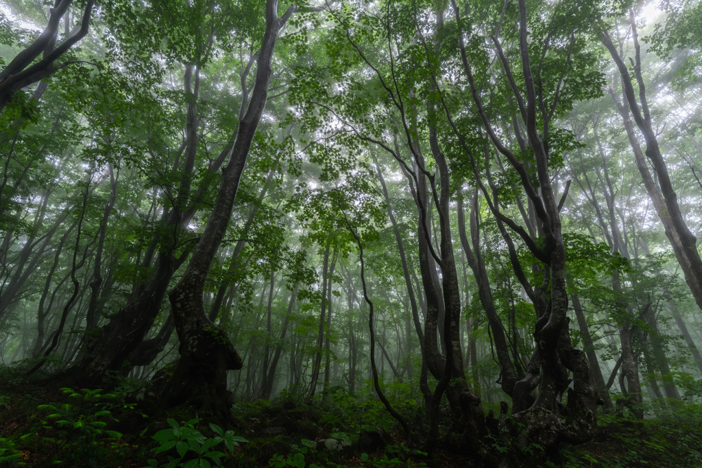 Beech forest