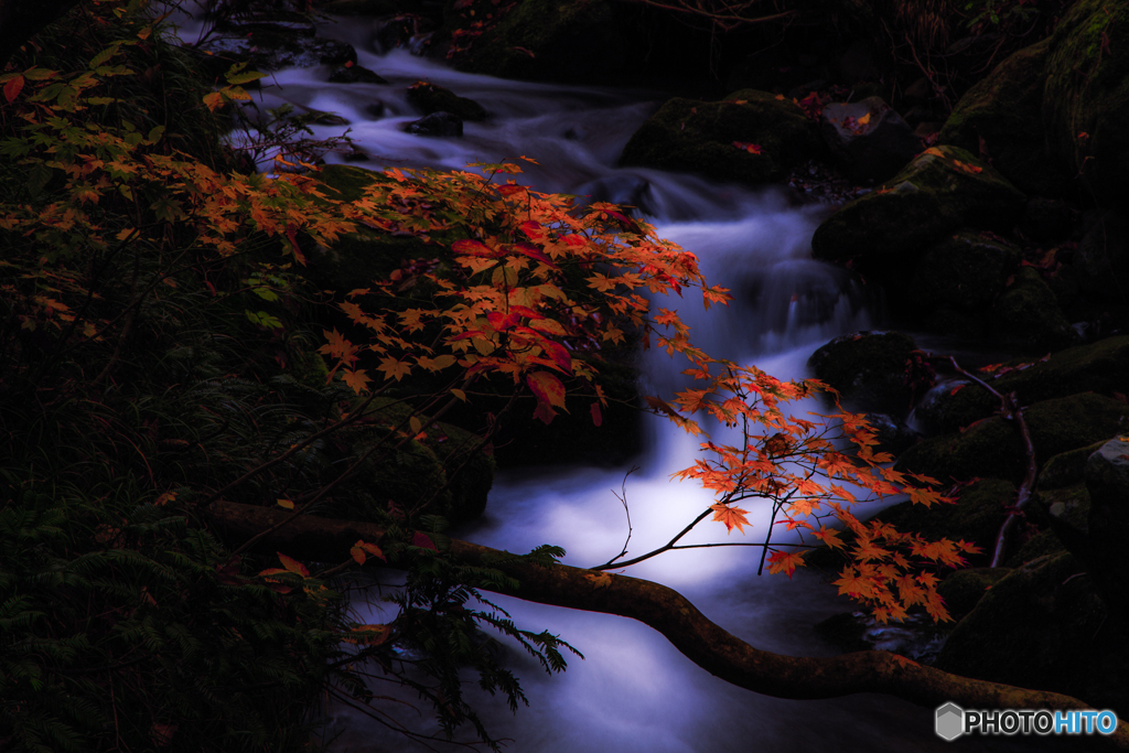 Autumn forest