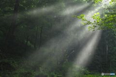Spray light