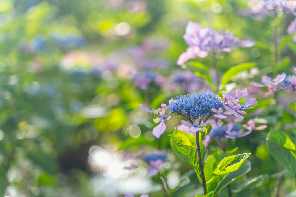 Hydrangea