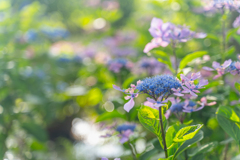 Hydrangea
