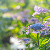 Hydrangea