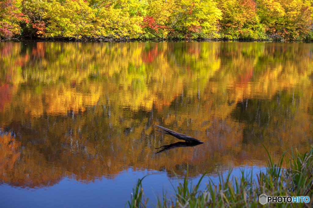 Autumn of the marsh ２