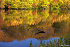 Autumn of the marsh ２