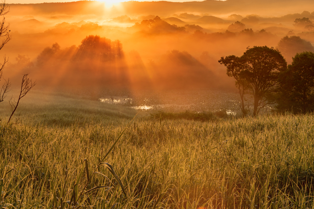 Summer morning