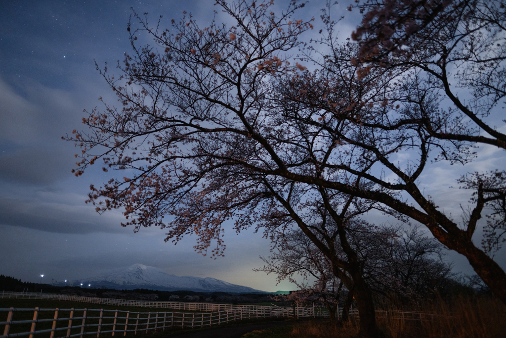 dawn cherry blossoms