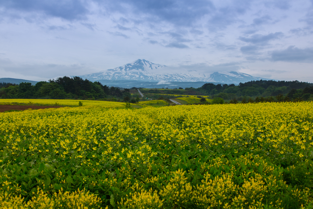 Rape blossoms