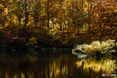 Forest to glitter