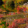 Marshland