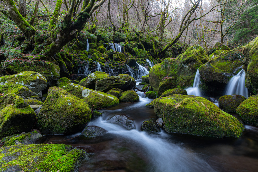 Moss flow