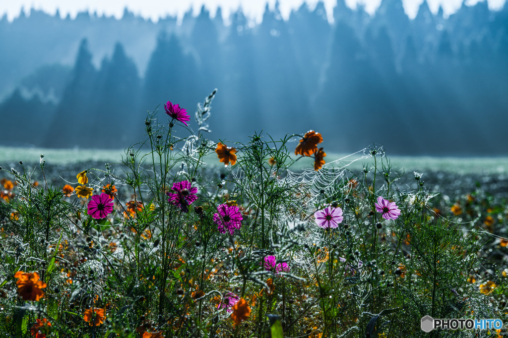 Autumn morning light 2
